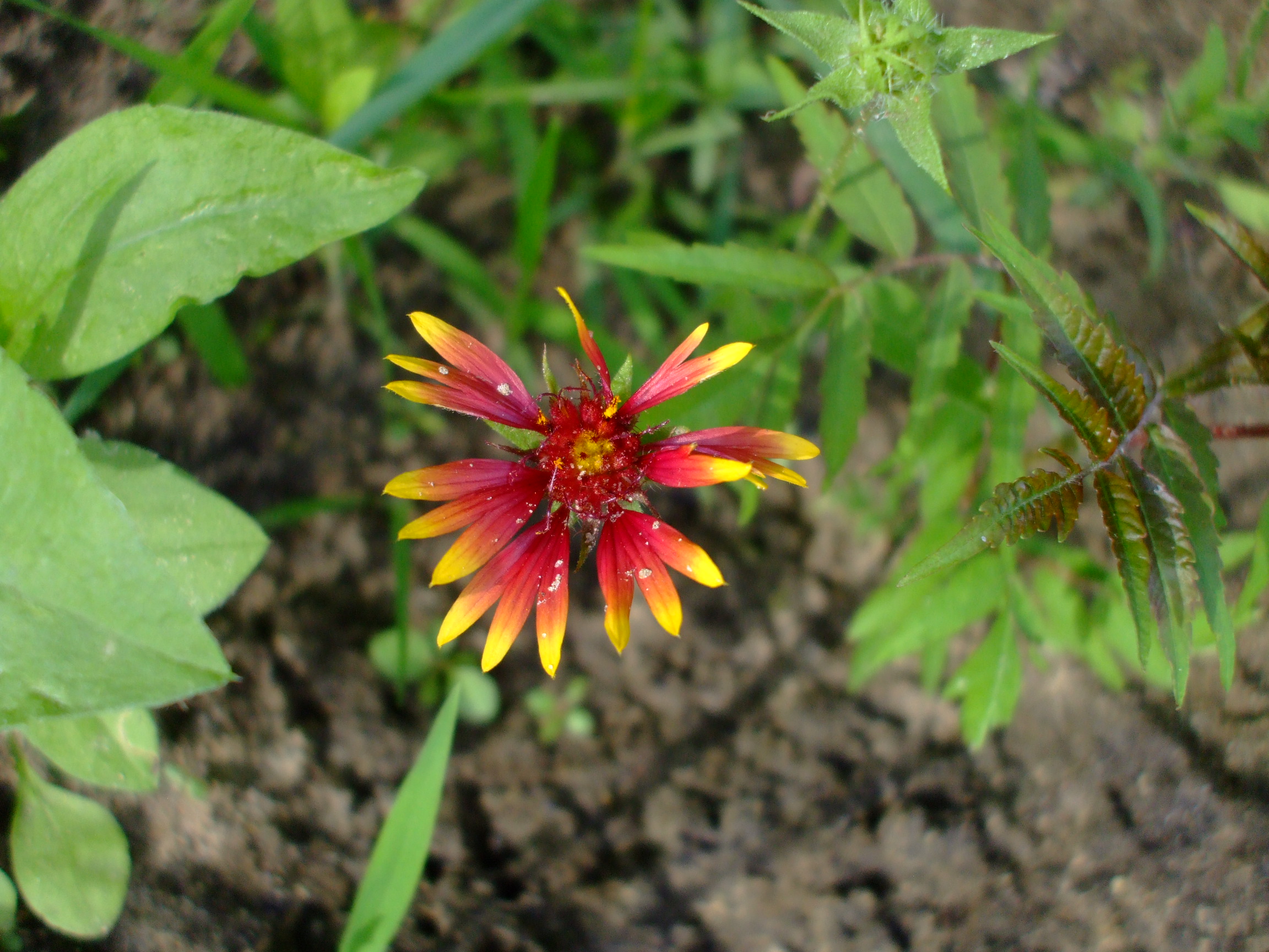 Gaillardia pulchella